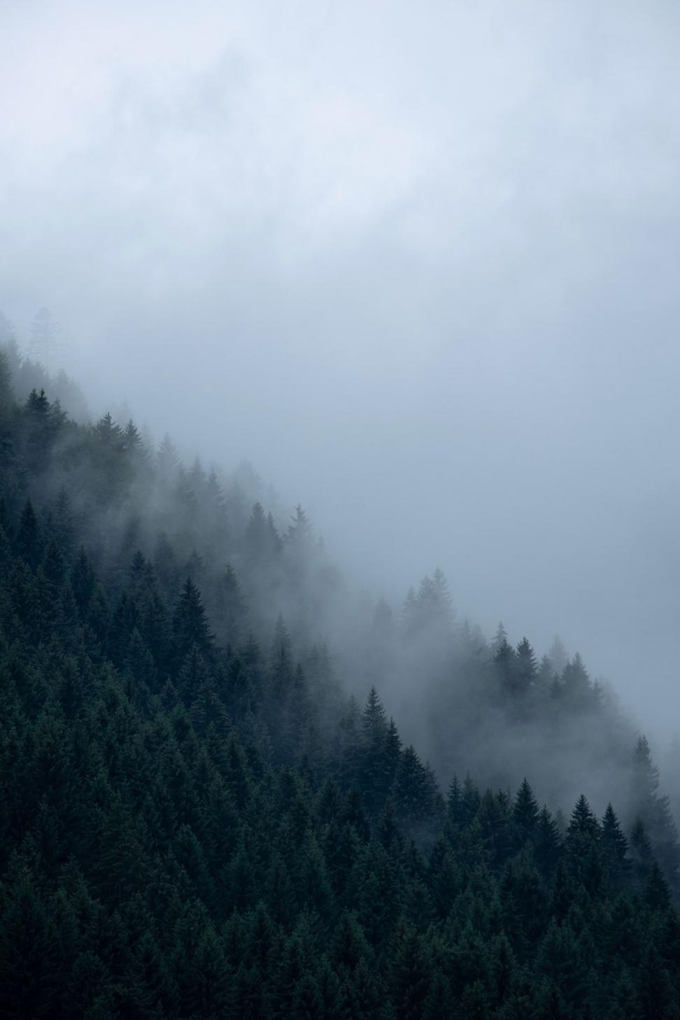 Forest Zone