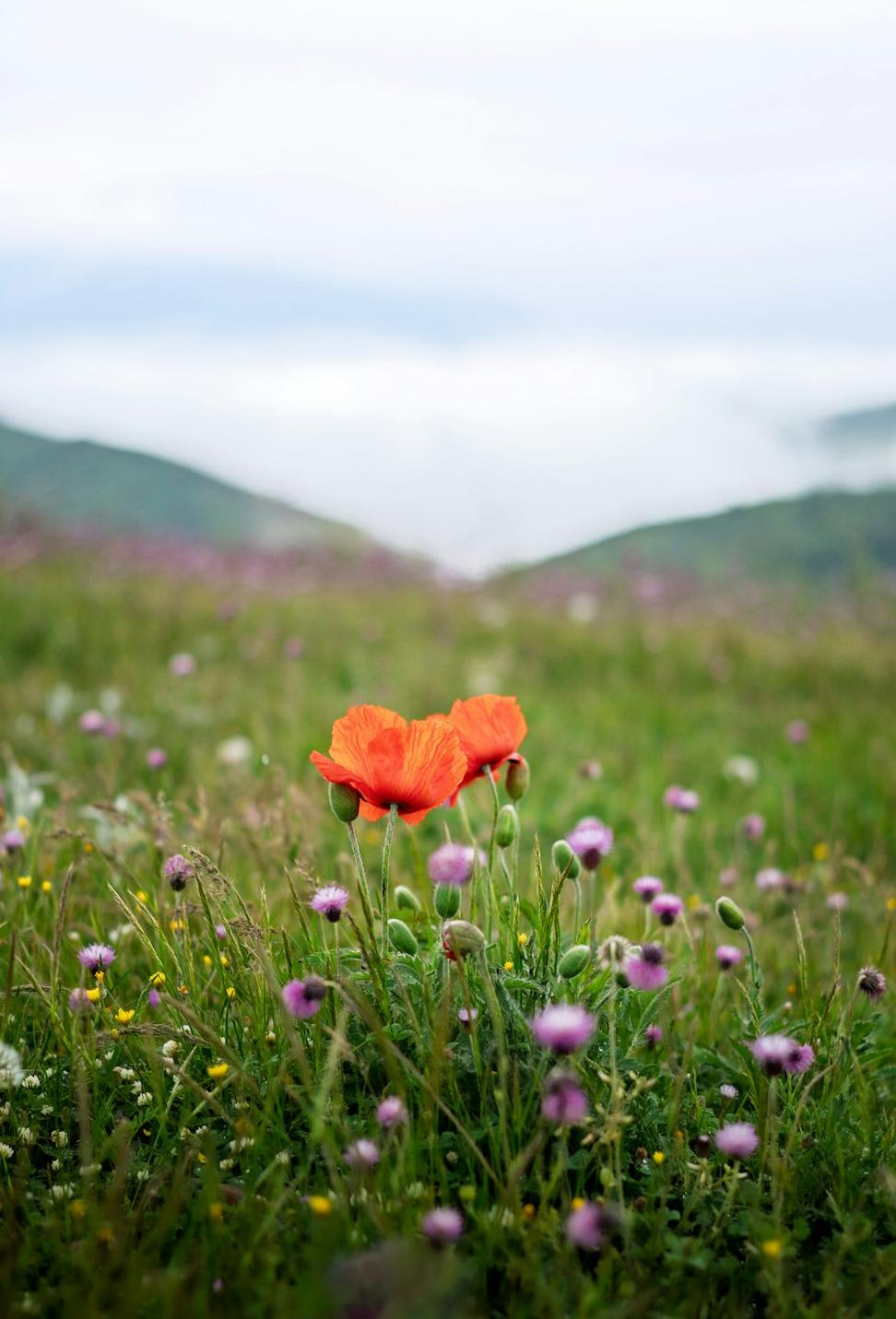 Spring Adventure